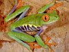 miniatura_frog 3 copia